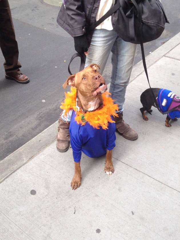 funny-dog-mets-parade.jpg